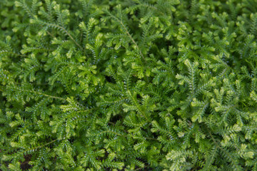 Fondo de pantalla de Musgo trepador de color verde