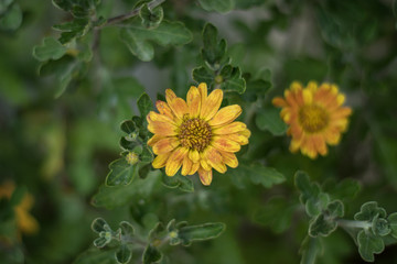 Flores amarillas y naranjas en un fondo verde