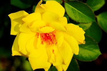 Closeup of a beautiful yellow rose in the garden