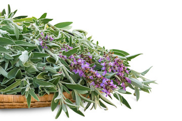 Fresh cut blooming sage on a wicker wooden tray. A bunch of kitchen herb salvia isolated on white background
