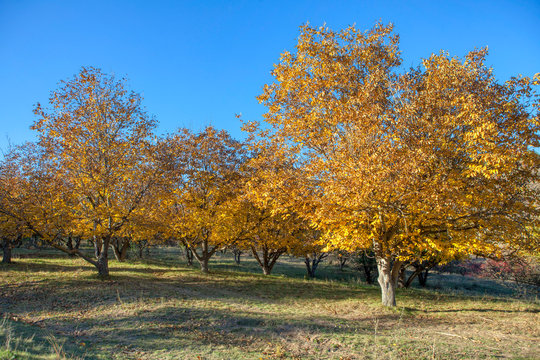 scenic image of walnut garden in the autumn