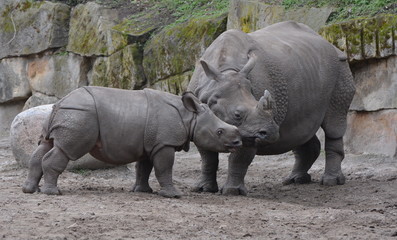 mother and baby rhinoceroses in the forest