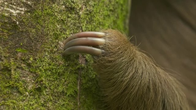 Extreme close-up low angle still shot of three sharp claws of a three-toed brown furry sloth hanging on a tropical rainforest jungle tree trunk, Costa Rica, Central America
