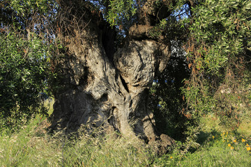 tronc d'olivier