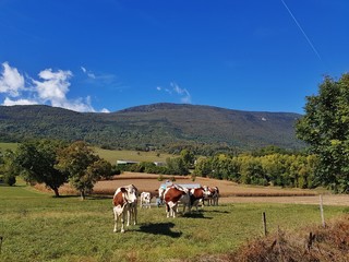 Obraz premium Vaches laitières en montagne