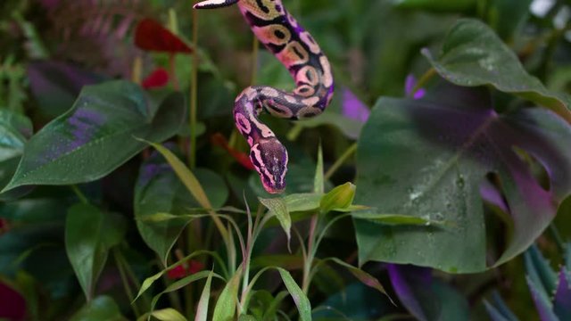 Baby Python snake on a jungle background
