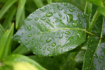 Water drops on a green leaf of rose