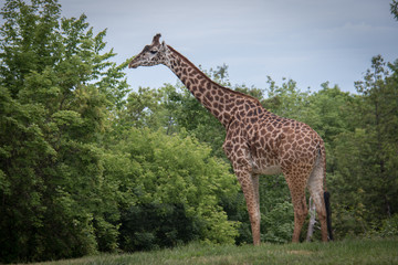 giraffe in the zoo