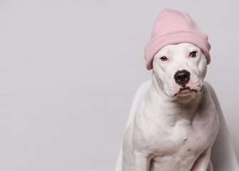 Portrait of white pitbull terrier in pink hat sitting  in front of white background. Cool dog. Copy...