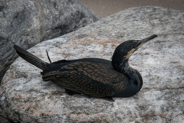 cormorant laying on a rock