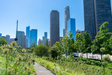 Fototapeta premium Green Park in the Streeterville Neighborhood of Chicago with Downtown Buildings