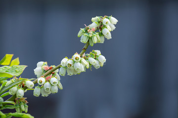 There is a flowering branch of large-fruited blueberries. The white flowers of the blueberry are on a gray background. selective focus. copy space