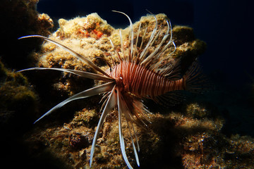lion fish in dramatic light in mediter mediterranean