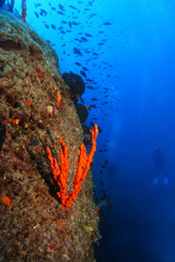 Fototapeta na wymiar red sponge over the reef