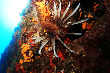 lion fish over the reef in mediterranean