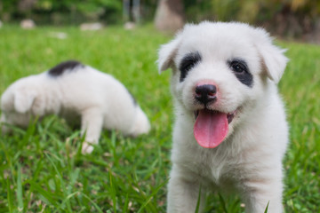 Thai bangkaew dog 2 cute white puppies playing in the park and look at camera sitting in grass.