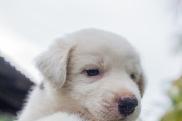 Thai bangkaew dog,  cute white puppies in the garden and looking at the camera