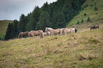 Naklejka na ściany i meble brown horses graze in the summer on the high alpine meadow