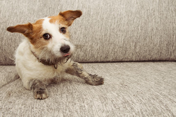 PORTRAIT FUNNY DOG MISCHIEF. DIRTY JACK RUSSELL PLAYING ON SOFA WITH MUDDY PAWS AND GUILTY EXPRESSION.