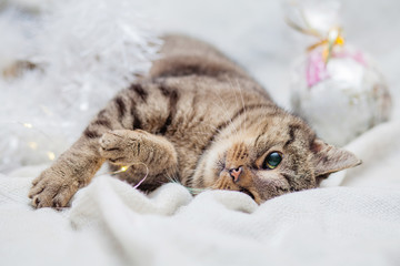Słodki kotek bawi się lampkami świątecznymi