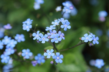 Nuage de fleurs © petitlogis