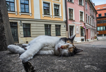 sleeping cat on the street of the old town