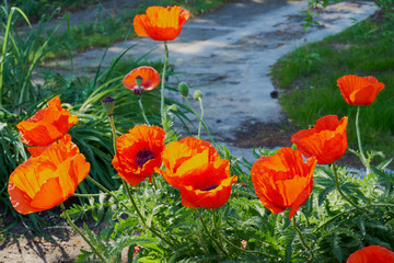 Mohnblumen im Garten