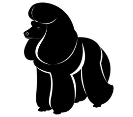 vector silhouette of a dog poodle isolated on white background