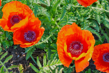 Mohnblumen im Garten