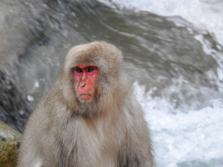 Angry Macaque