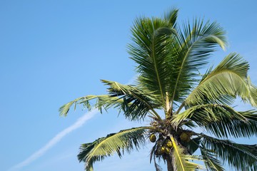 Green coconut tree palm and clear blue sky minimalism view with white aircraft trail with copy space