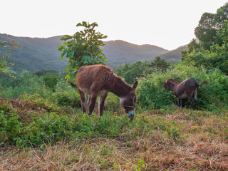 donkeys graze in a field in the height of summer