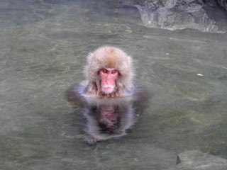 Japanese Snow Monkey In A Hot Spring