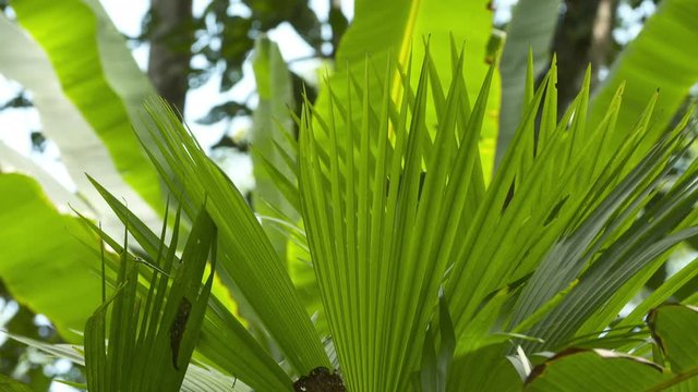 Close-up low-angle still shot of lush green spiky leaves of tropical palm , and banana plants foliages, Tropical Rainforest, Costa Rica, Central America