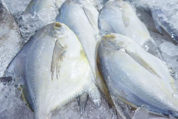 Fresh white pomfret fishs on ice at fish market,Japanese style,healthy food have omega and...
