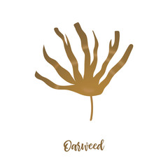 Laminaria Seaweed - brown algae. sea plant. realistic isolated on white. Kelp. vector illustration.