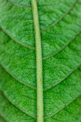Closeup of a Green guava leaf