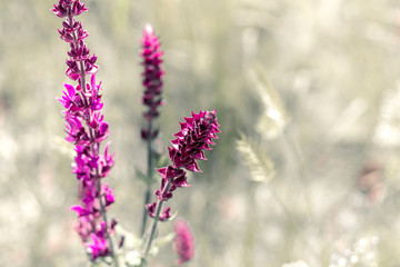 Obraz premium bright colorful flowers of lupine on a twig on a light background