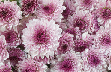 Group white and purple mums flowers is blooming in bouquet at flower market,blurred background.