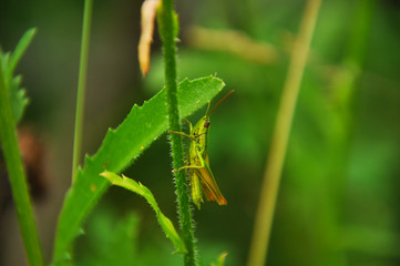 Green grasshopper sitting on grass stem