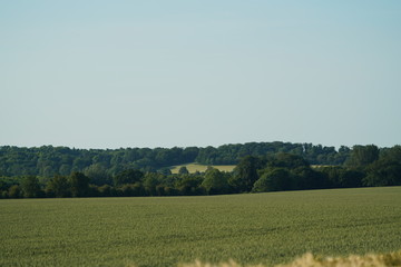 Fototapeta premium landscape with wheat fields and blue sky