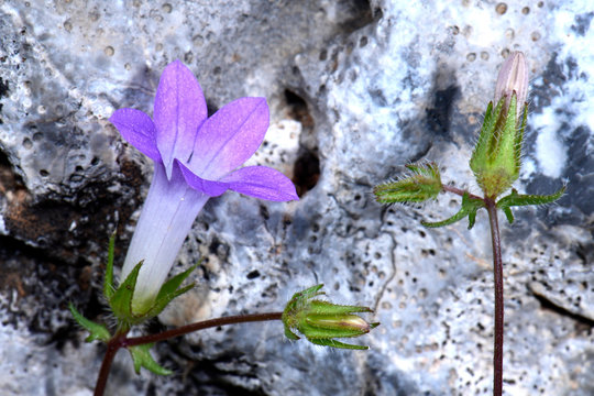 violett blühende Glockenblumen (Campanula) auf Nysiros, Griechenland - bellflower on Nisyros, Greece