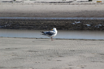 seitenansicht einer möwe auf der nordsee insel juist deutschland fotografiert an einem sonnigen tag während eines spaziergangs