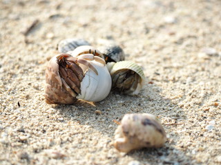 Hermit crab walking along in the sand