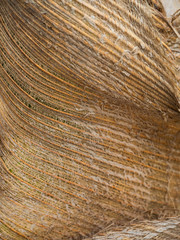 Palm tree trunk. Texture of tree bark. Thailand