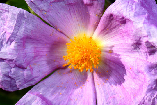 Kretische Zistrose / Graubehaarte Zistrose (Cistus creticus) auf Kalymnos (Griechenland) - Pink Rock-Rose, Hoary Rock-Rose