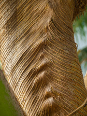Palm tree trunk. Texture of tree bark. Thailand