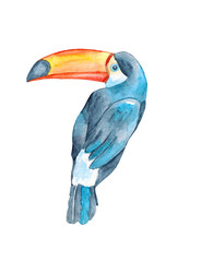 A beautiful watercolor tukan. Illustration © aksinyalady