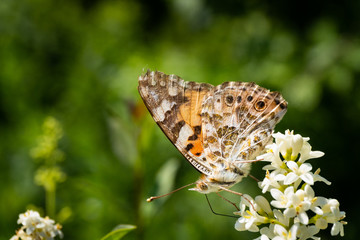 Close up of a detailed and colorful butterfly sitting on a flower head in the sunlight