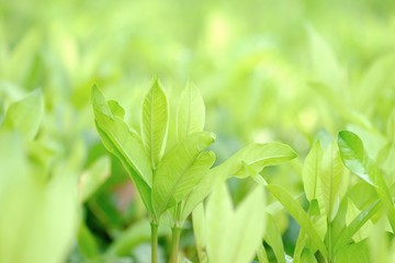 In selective focus  tropical plant leaves growing in botanical garden with warm light and green nature background 